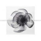 IKEA KLOXHULT Picture, X-ray Of Peony