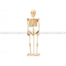 3D DIY Model: Human Skeleton