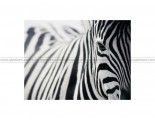 IKEA PJATTERYD Zebra Picture